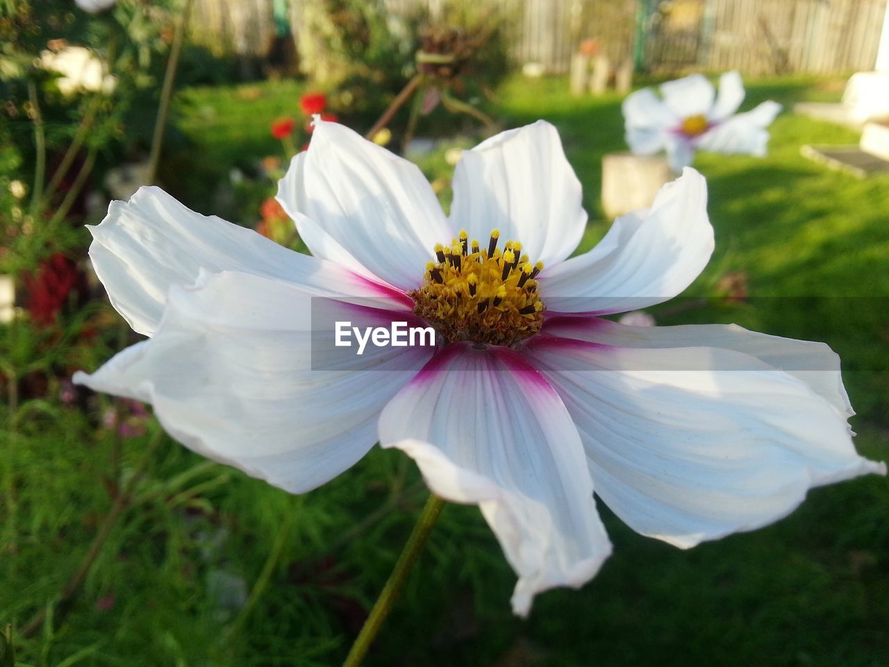 CLOSE-UP OF WHITE FLOWER BLOOMING IN GRASS