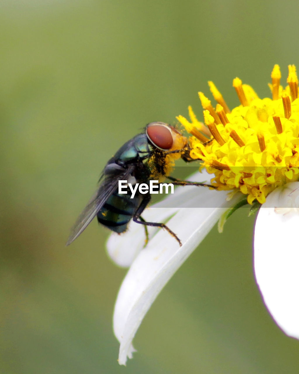 CLOSE-UP OF BEE ON FLOWER