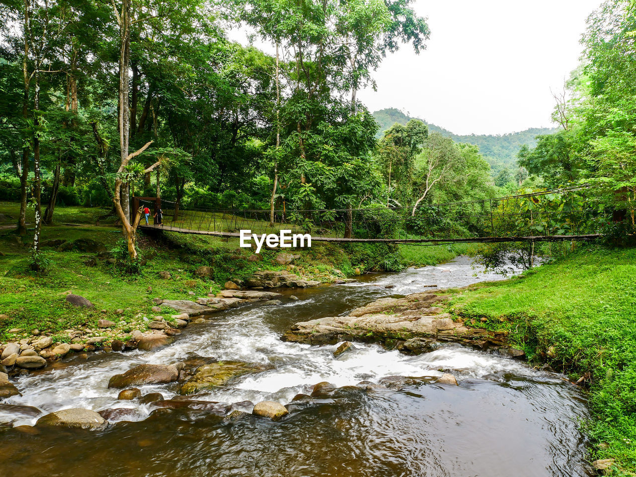 Scenic view of stream amidst trees in forest