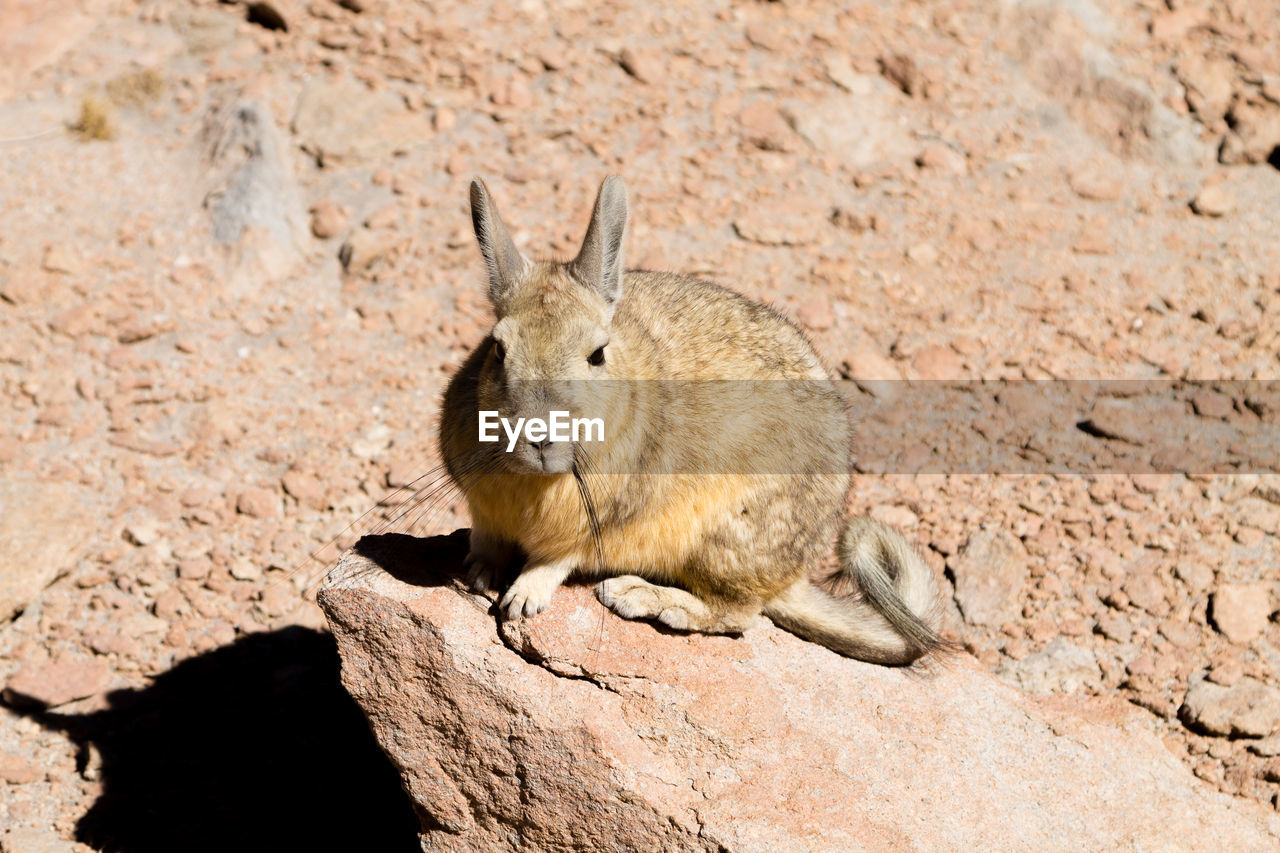 animal, animal themes, animal wildlife, one animal, mammal, wildlife, rabbit, no people, rodent, nature, rabbits and hares, pet, full length, land, portrait, day, rock, outdoors, relaxation, animal body part, sunlight, sitting, hare, close-up, resting, focus on foreground, looking at camera, brown, hole