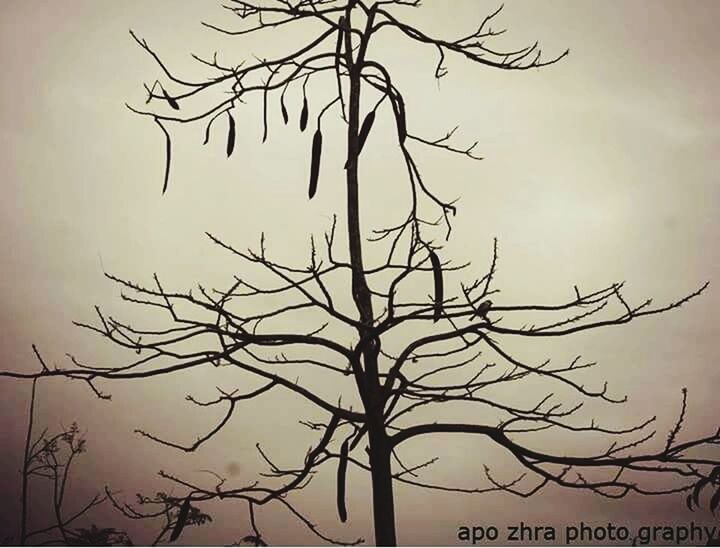 LOW ANGLE VIEW OF SILHOUETTE BARE TREES AGAINST SKY