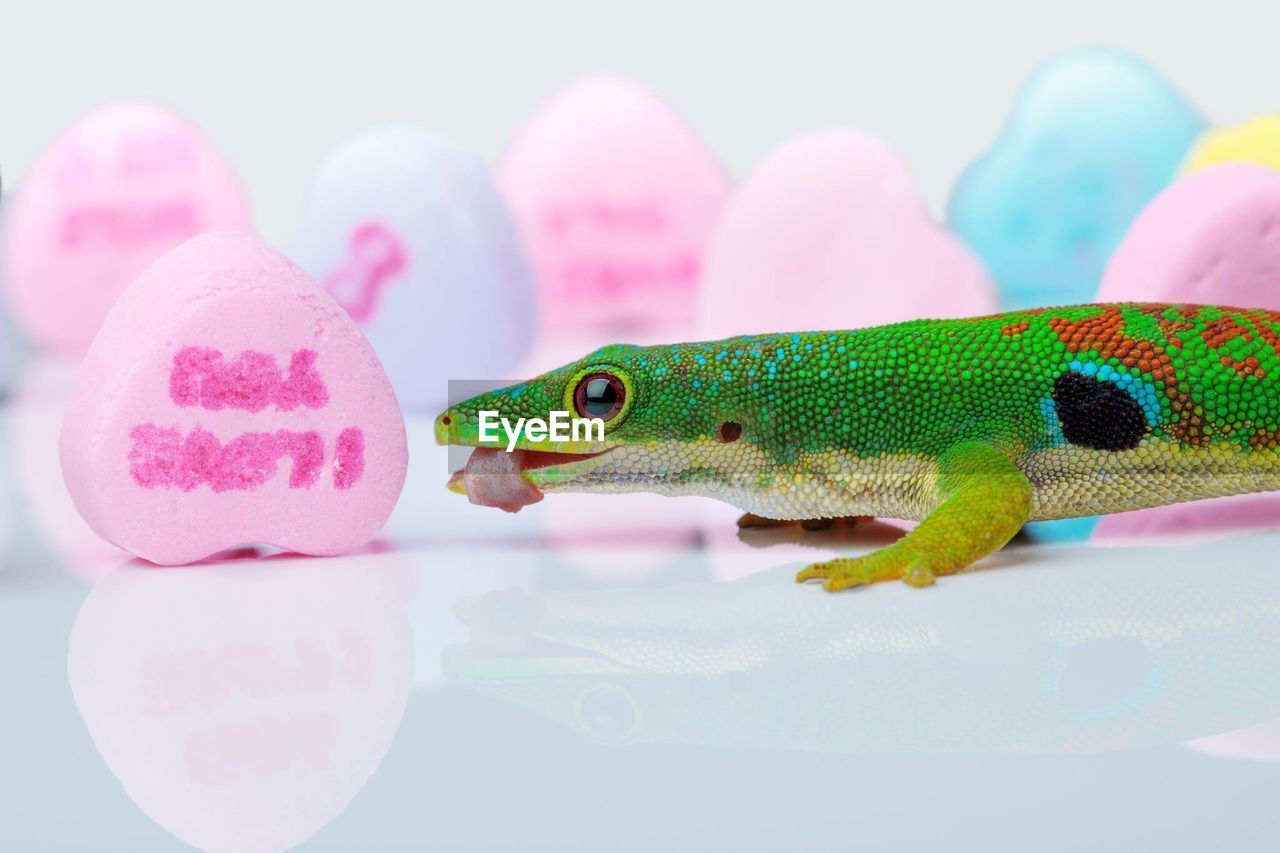 CLOSE-UP OF LIZARD OVER BLACK BACKGROUND