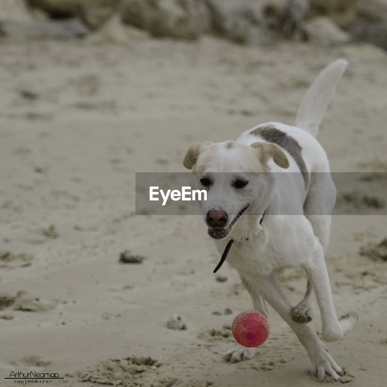 Dog playing with ball on sand