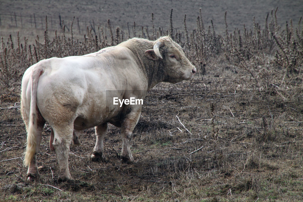 Bull standing in a field