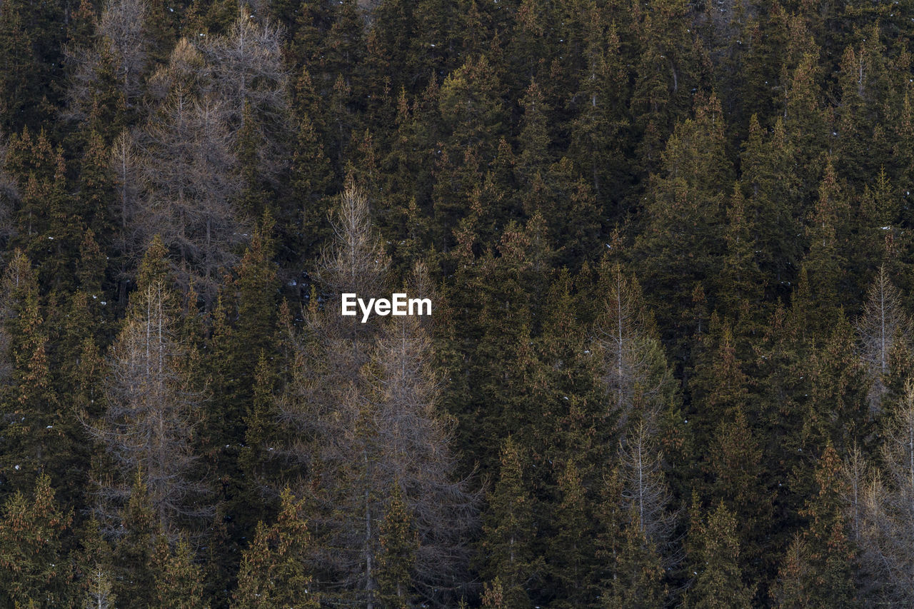 Pine trees in forest