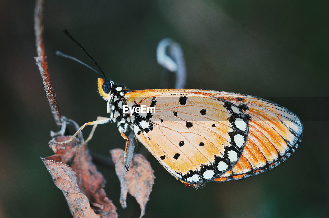 CLOSE-UP OF BUTTERFLY PERCHING ON A PLANT