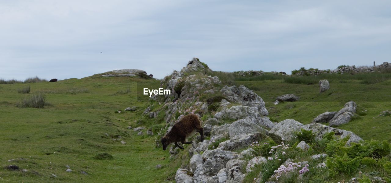 Beautiful wildlife on lundy island