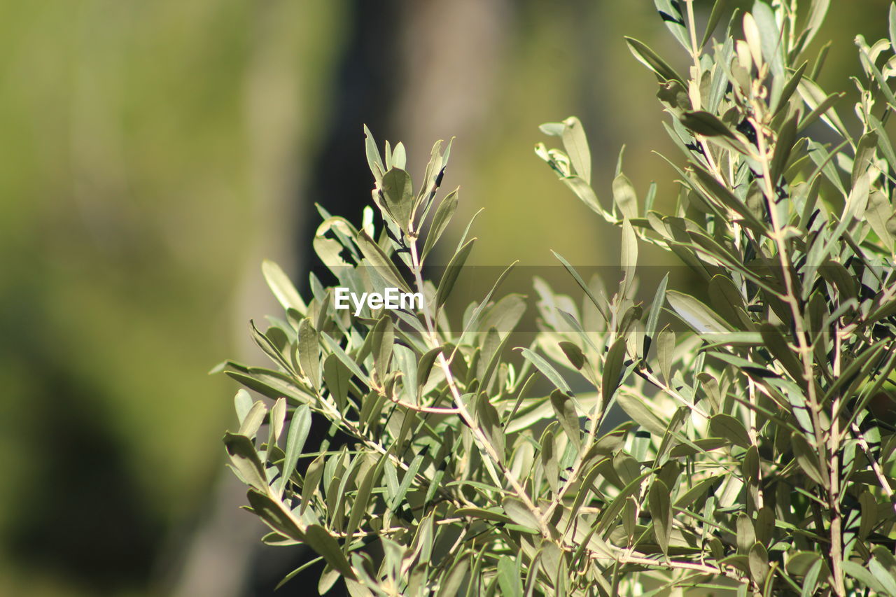 CLOSE-UP OF PLANT ON FIELD