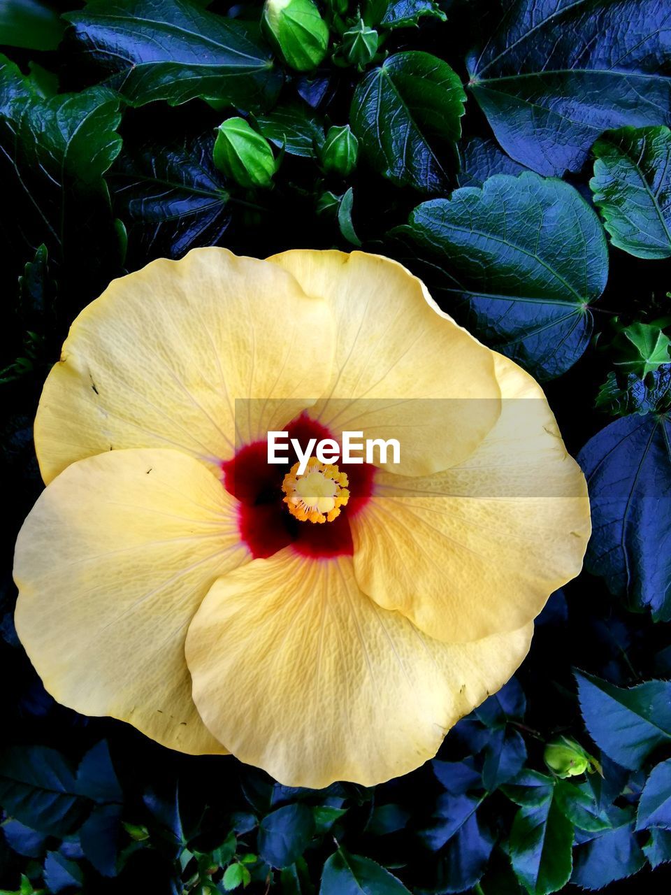 Close-up of yellow flowering plant