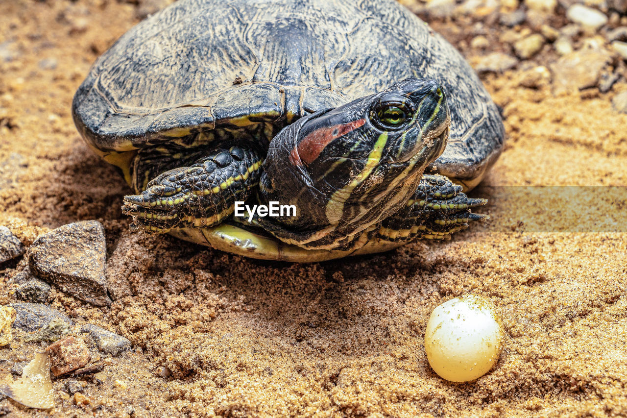 Close-up of turtle and its egg