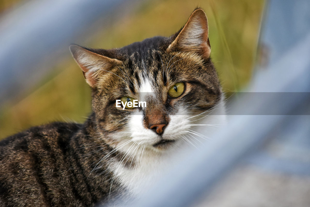 Close-up portrait of cat