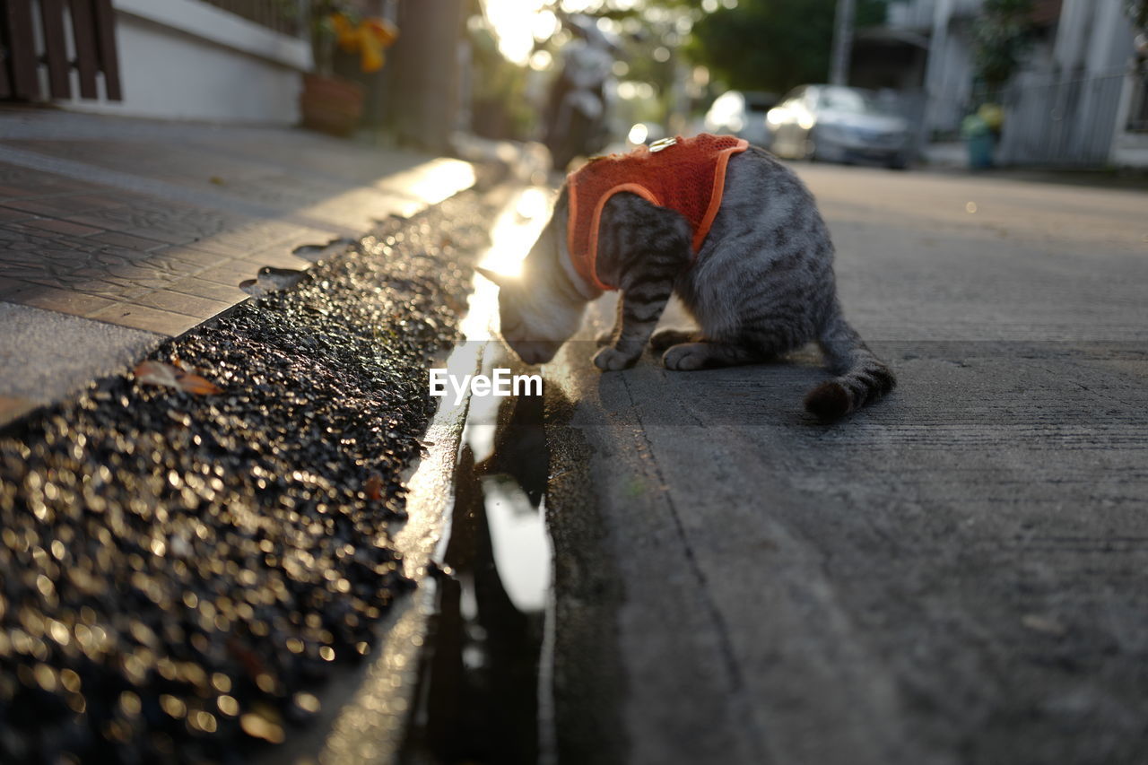 Cat lying on footpath