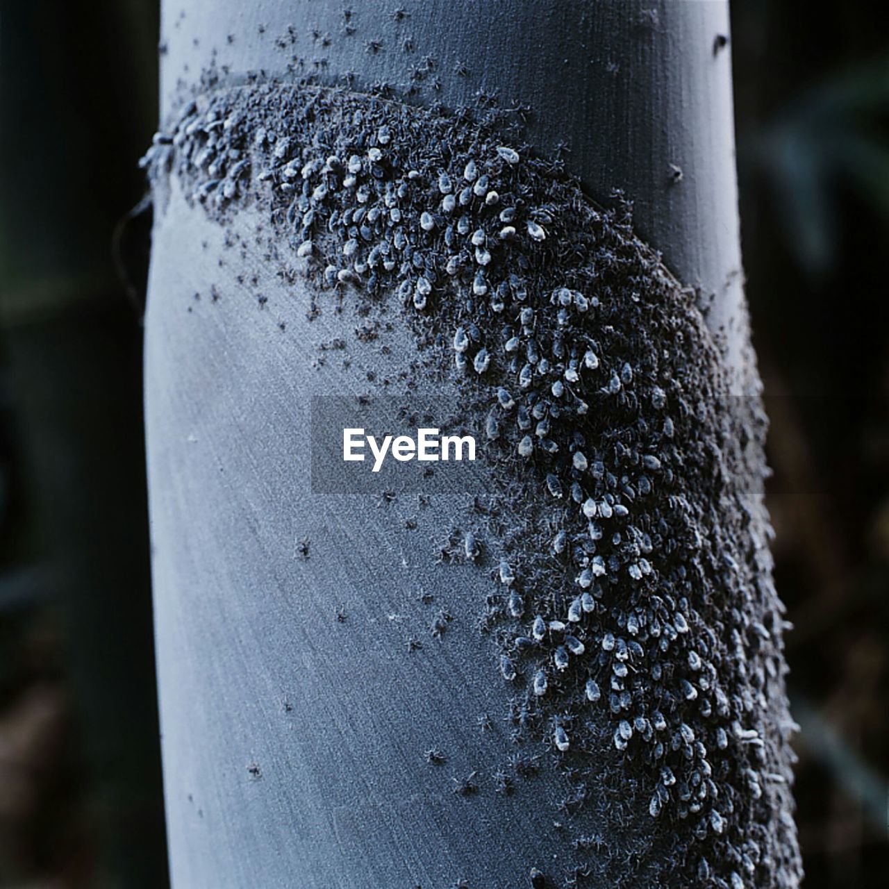 Close-up of tree trunk