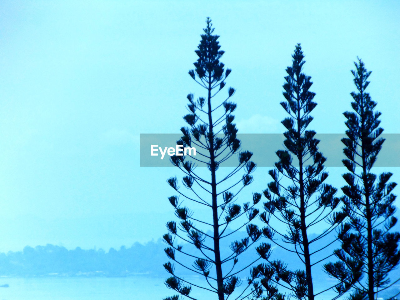 Low angle view of tree against sky during winter