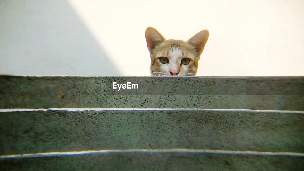 Portrait of cat on staircase 