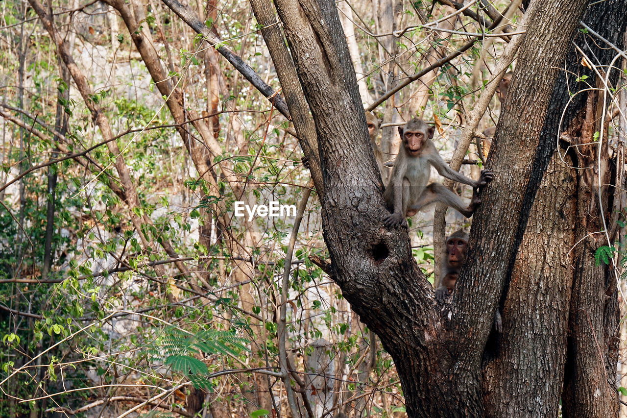 PORTRAIT OF A MONKEY SITTING ON TREE TRUNK