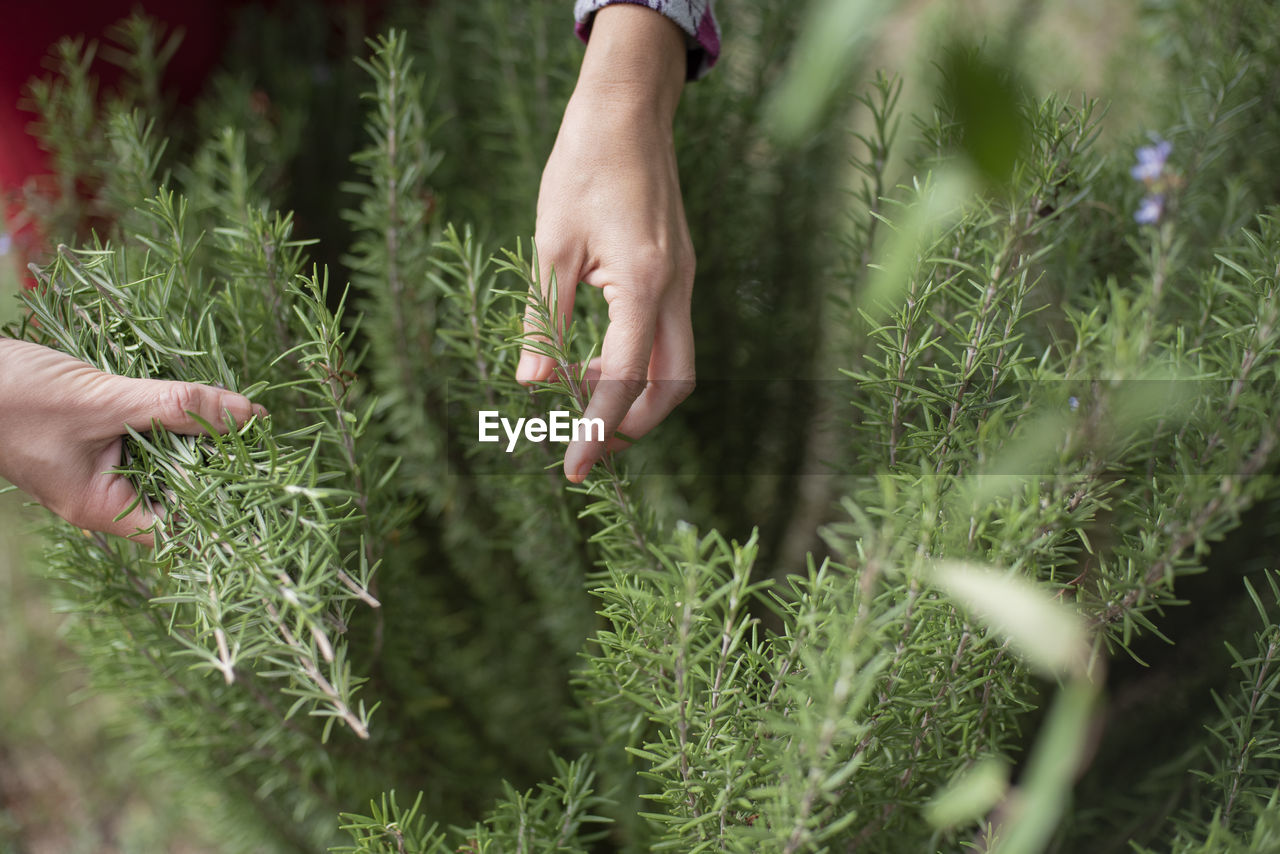 Cropped hand touching rosemary