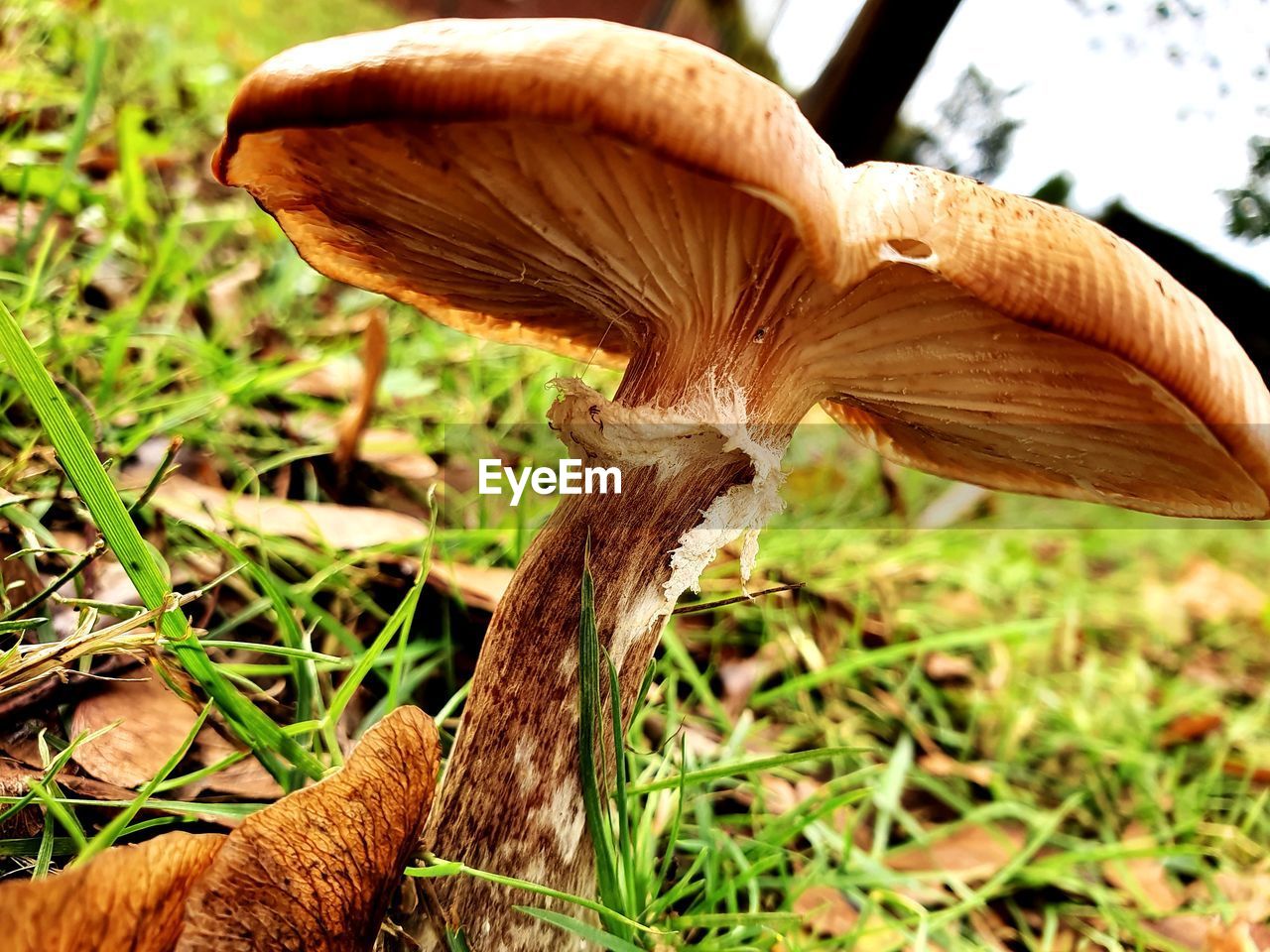 plant, land, growth, fungus, mushroom, field, close-up, no people, vegetable, food, nature, grass, day, focus on foreground, toadstool, beauty in nature, forest, edible mushroom, brown, outdoors