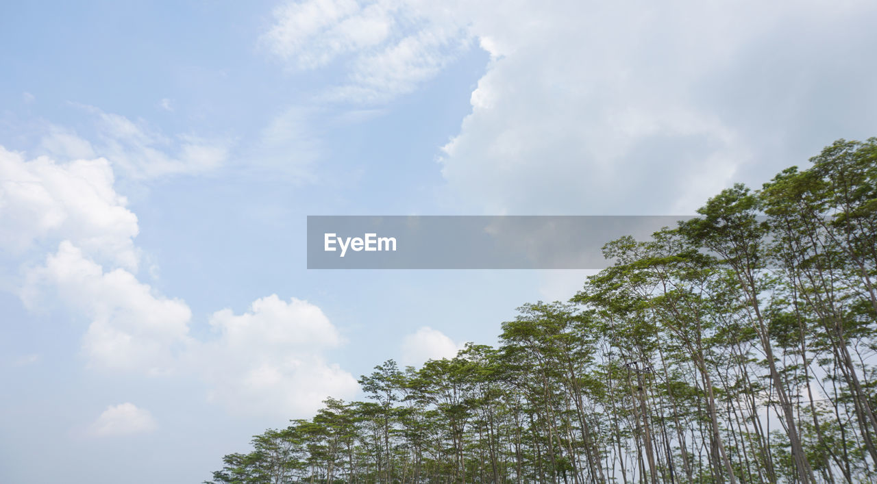 LOW ANGLE VIEW OF GREEN TREES AGAINST SKY