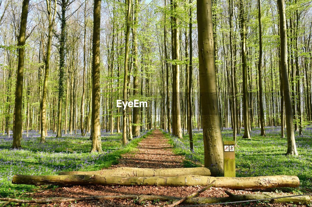 Trees growing in forest