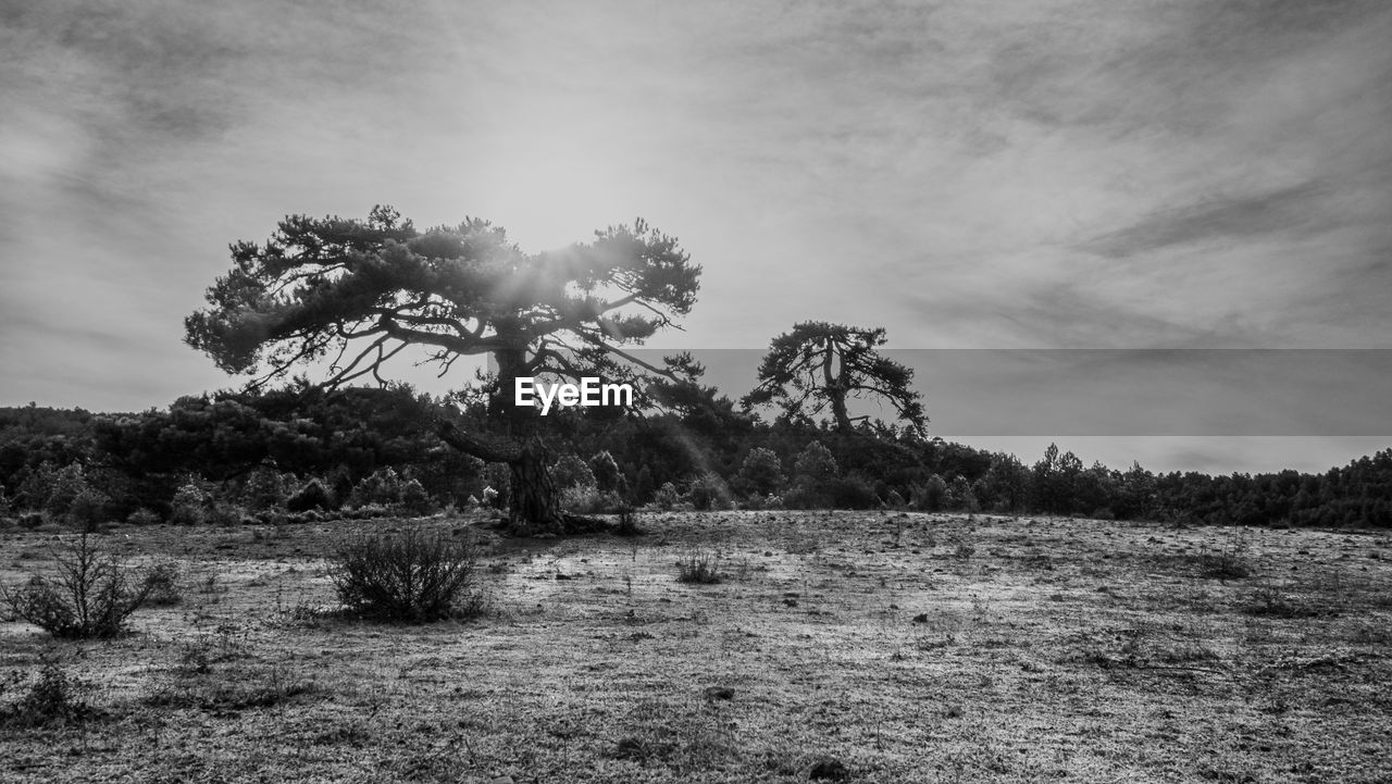 plant, tree, black and white, sky, nature, environment, landscape, monochrome photography, monochrome, land, cloud, rural area, scenics - nature, beauty in nature, no people, tranquility, grass, field, outdoors, pinaceae, forest, non-urban scene, growth, coniferous tree, tranquil scene, hill, day, rural scene, pine tree