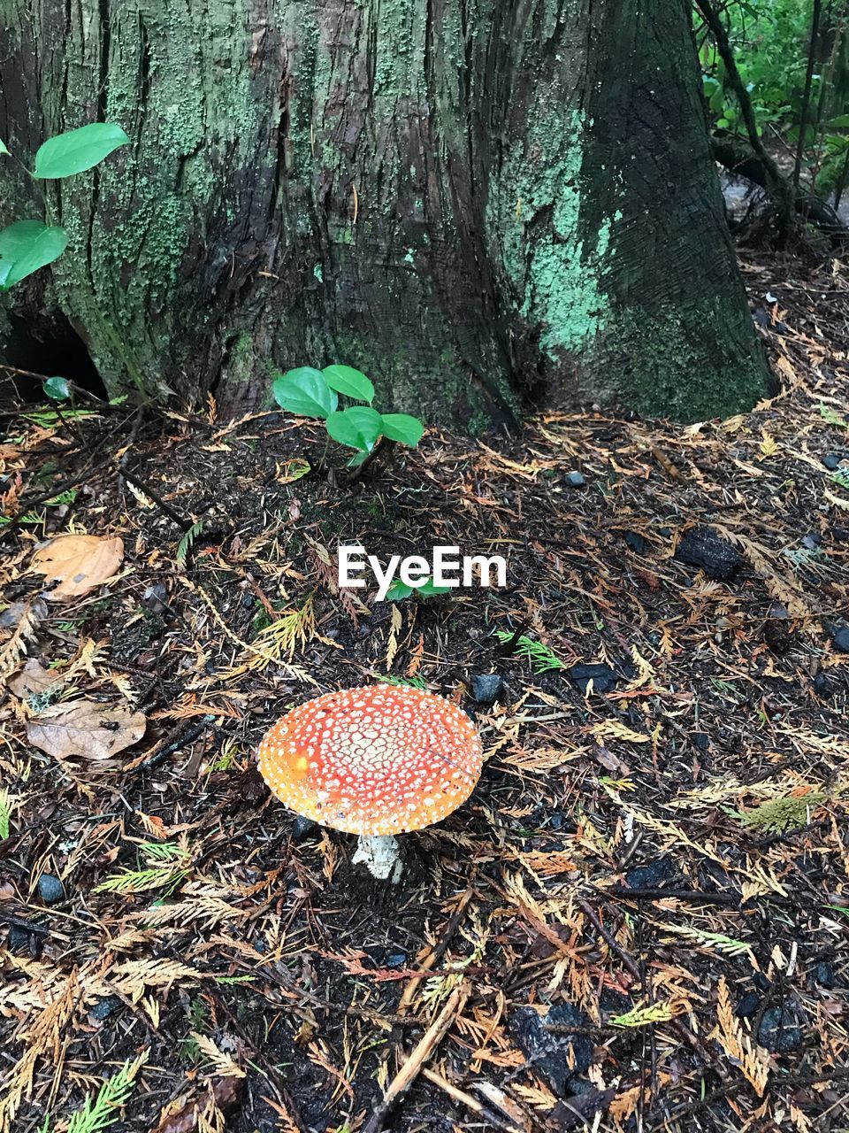 HIGH ANGLE VIEW OF MUSHROOMS GROWING ON FIELD