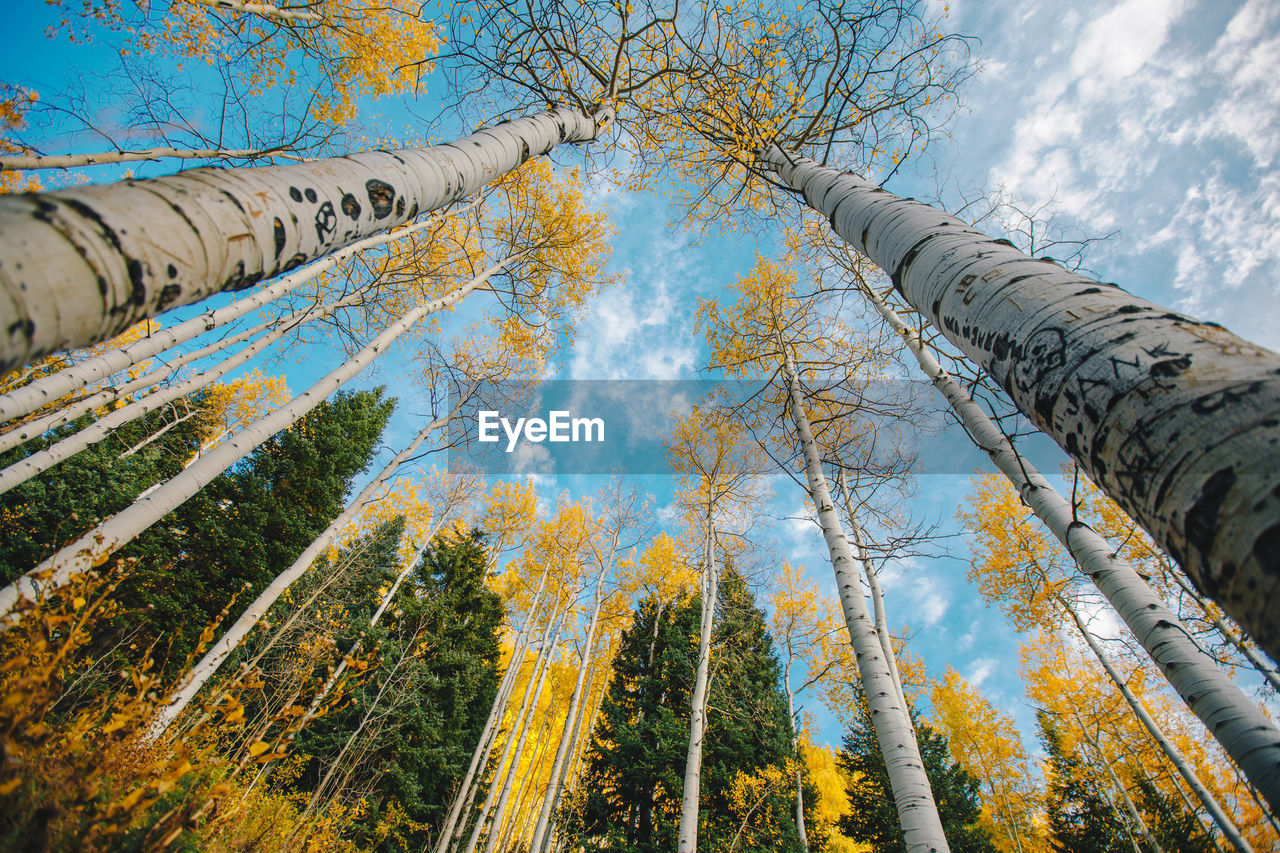 Low angle view of trees during fall season  in forest against sky