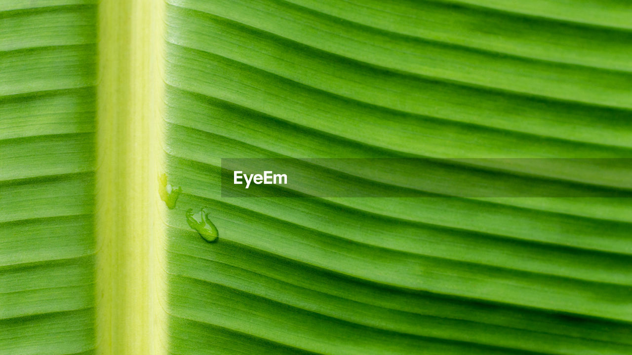 FULL FRAME SHOT OF PALM LEAF WITH GREEN LEAVES