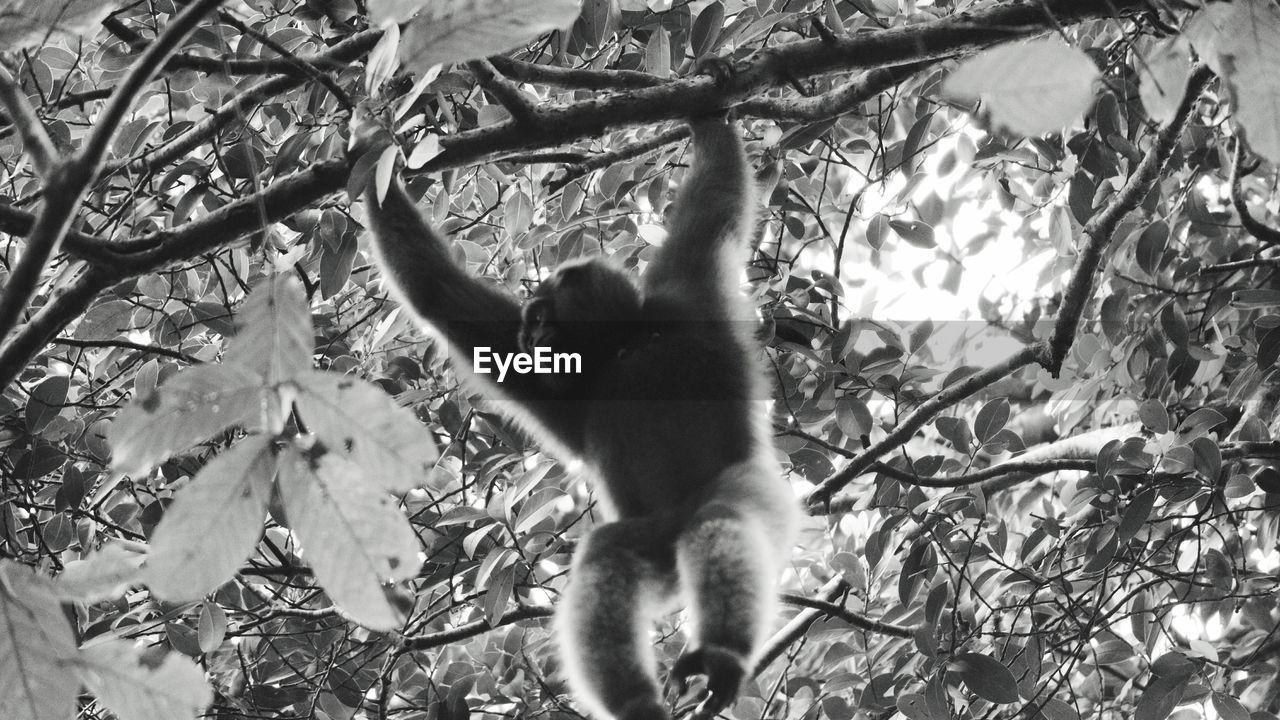 Low angle view of monkey hanging on tree