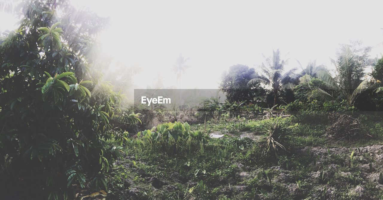 LOW ANGLE VIEW OF FRESH PLANTS AGAINST TREES