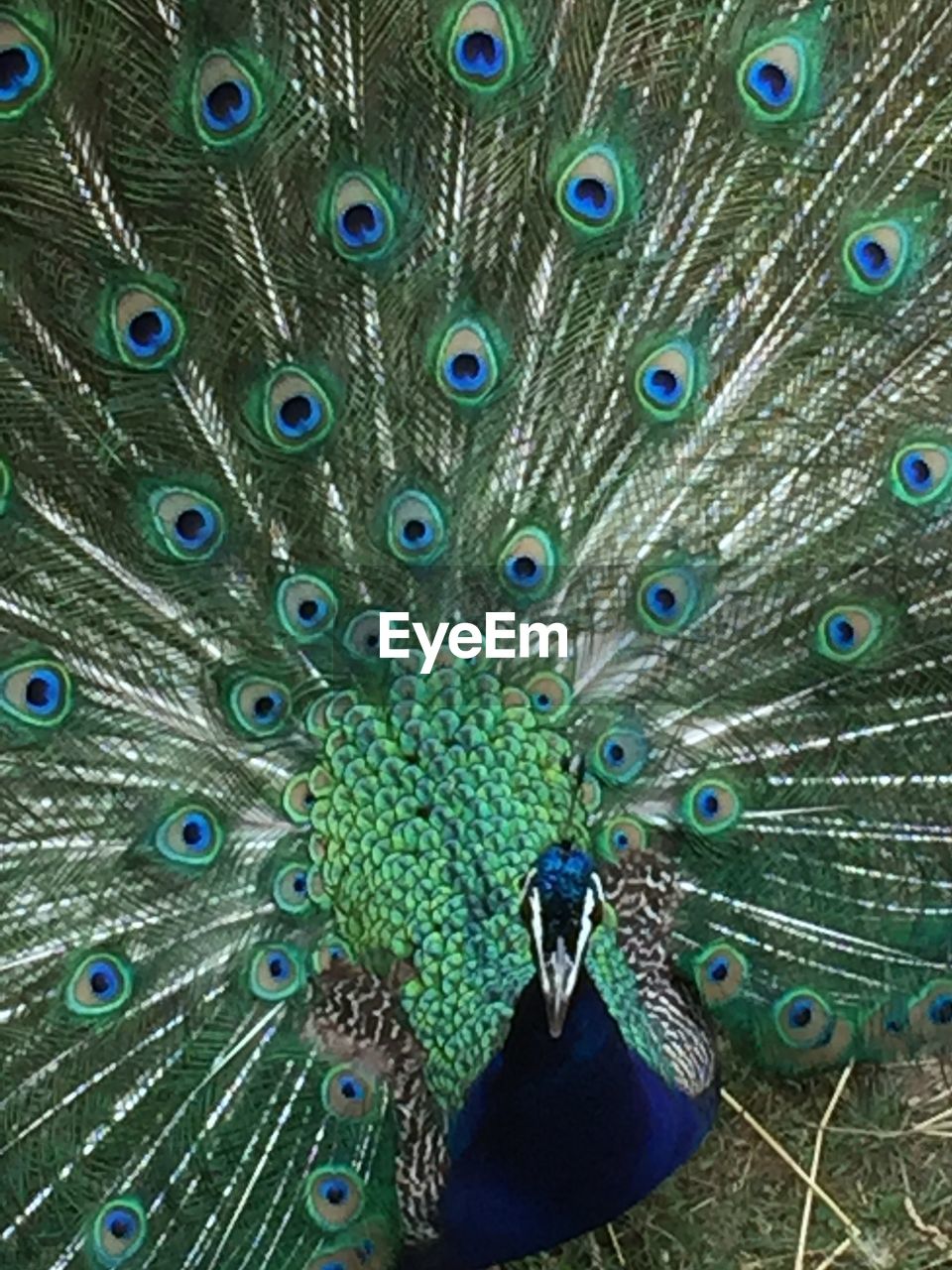 Close-up of peacock