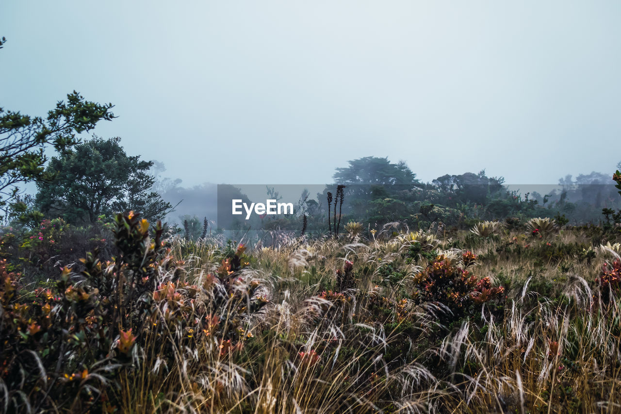 PLANTS GROWING ON LAND