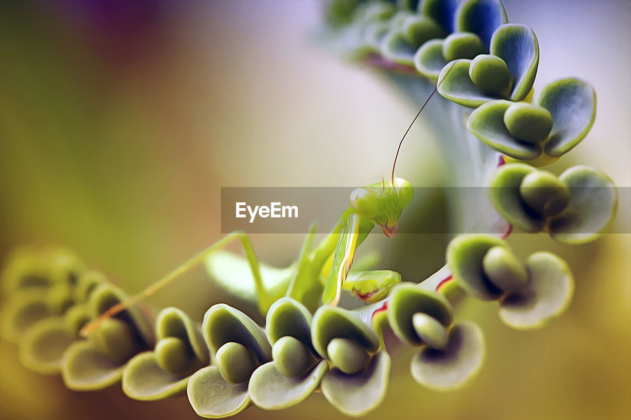 Close-up of praying mantis