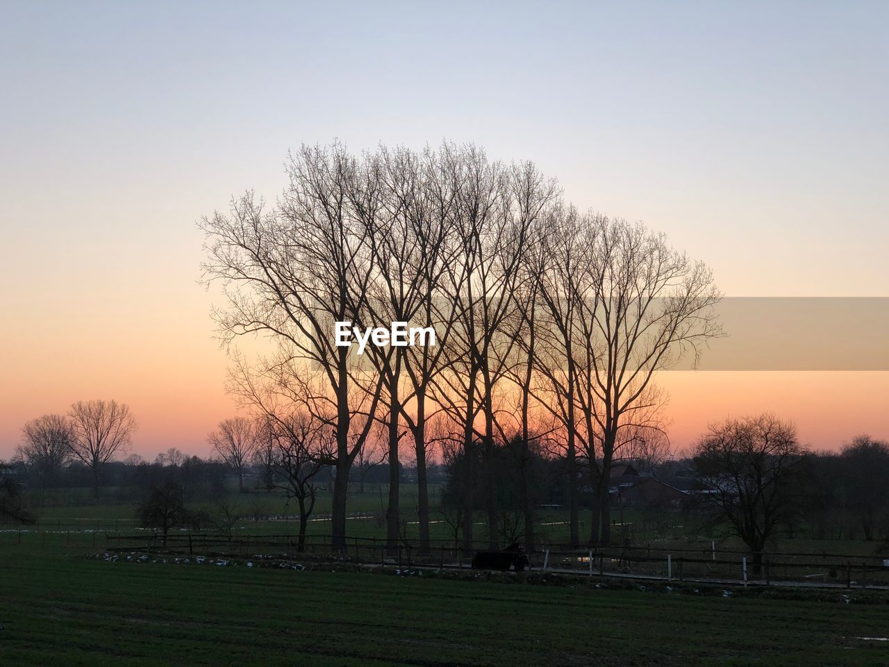 BARE TREES ON FIELD AGAINST SKY