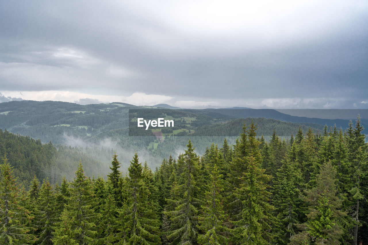 Scenic view of pine trees and mountains against sky