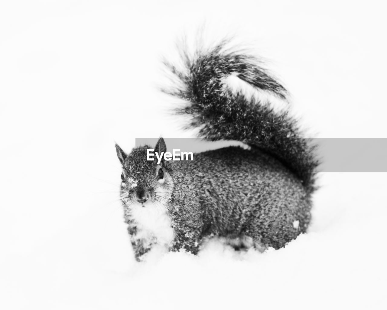 Portrait of squirrel on snow against white background