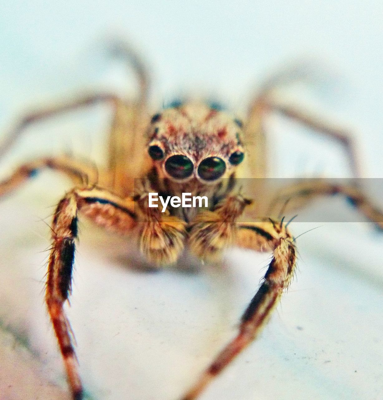 Extreme close-up of spider on table