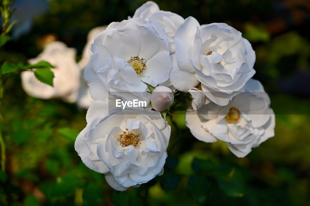 Close-up of white flowering plant in park