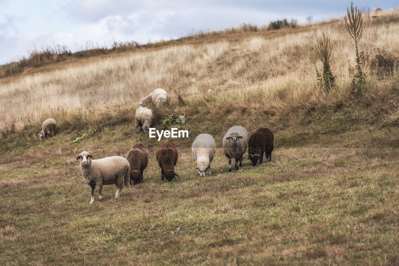 SHEEP IN THE FIELD