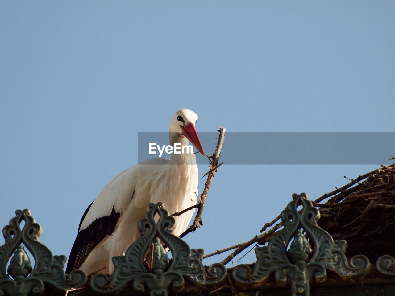 Close-up low angle view of bird against clear blue sky