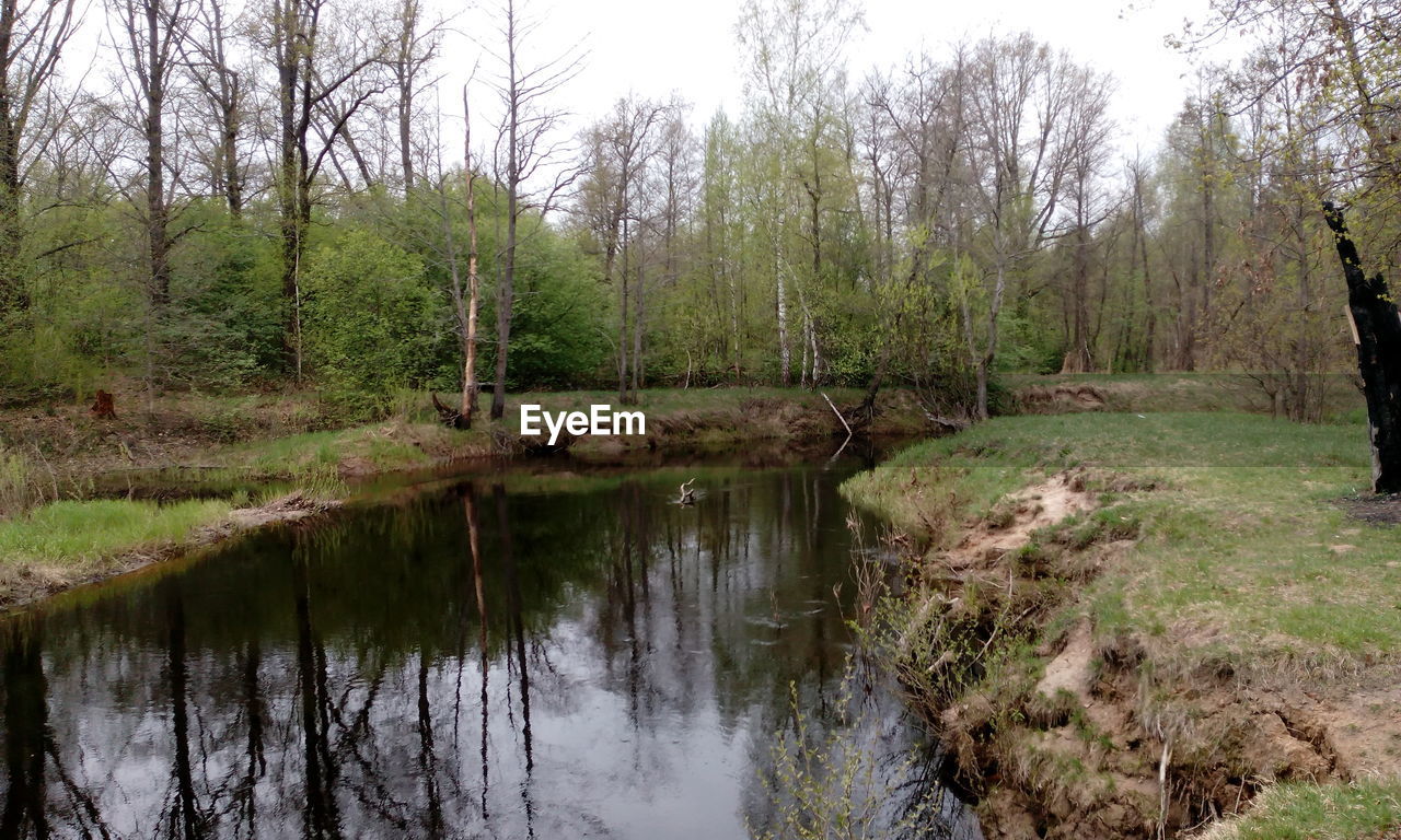 SCENIC VIEW OF FOREST