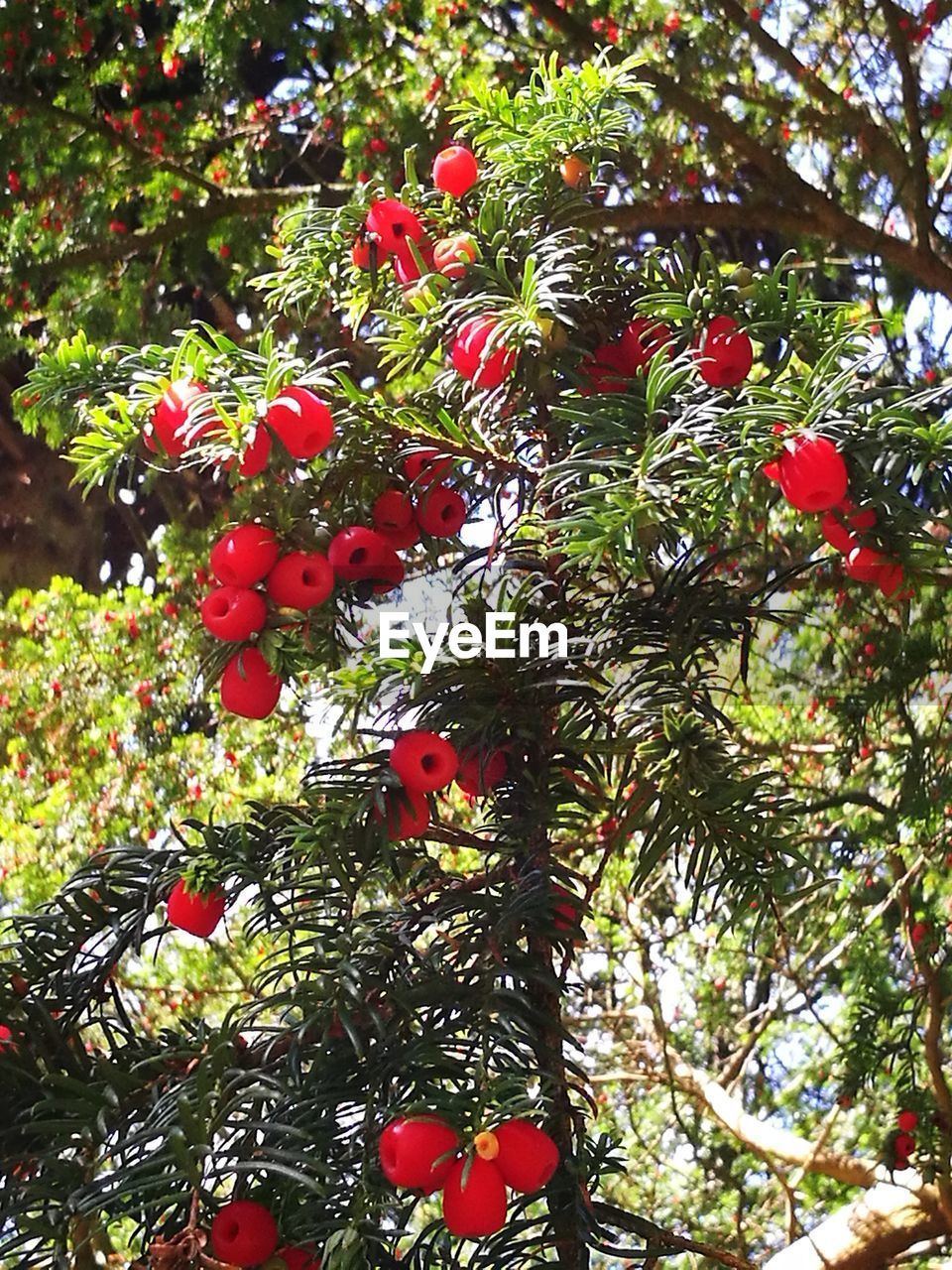 CLOSE-UP OF PLANT AGAINST TREES