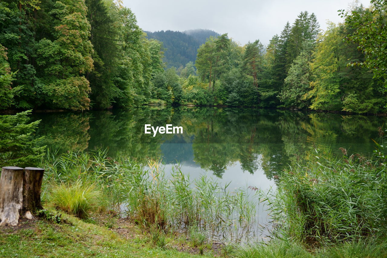 SCENIC VIEW OF LAKE WITH TREES IN FOREST