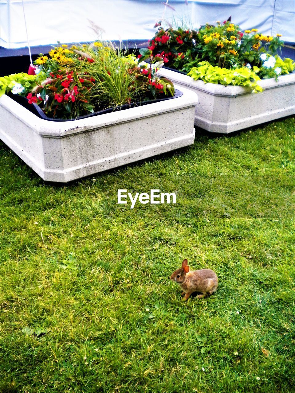 HIGH ANGLE VIEW OF BIRD ON FLOWER PLANTS