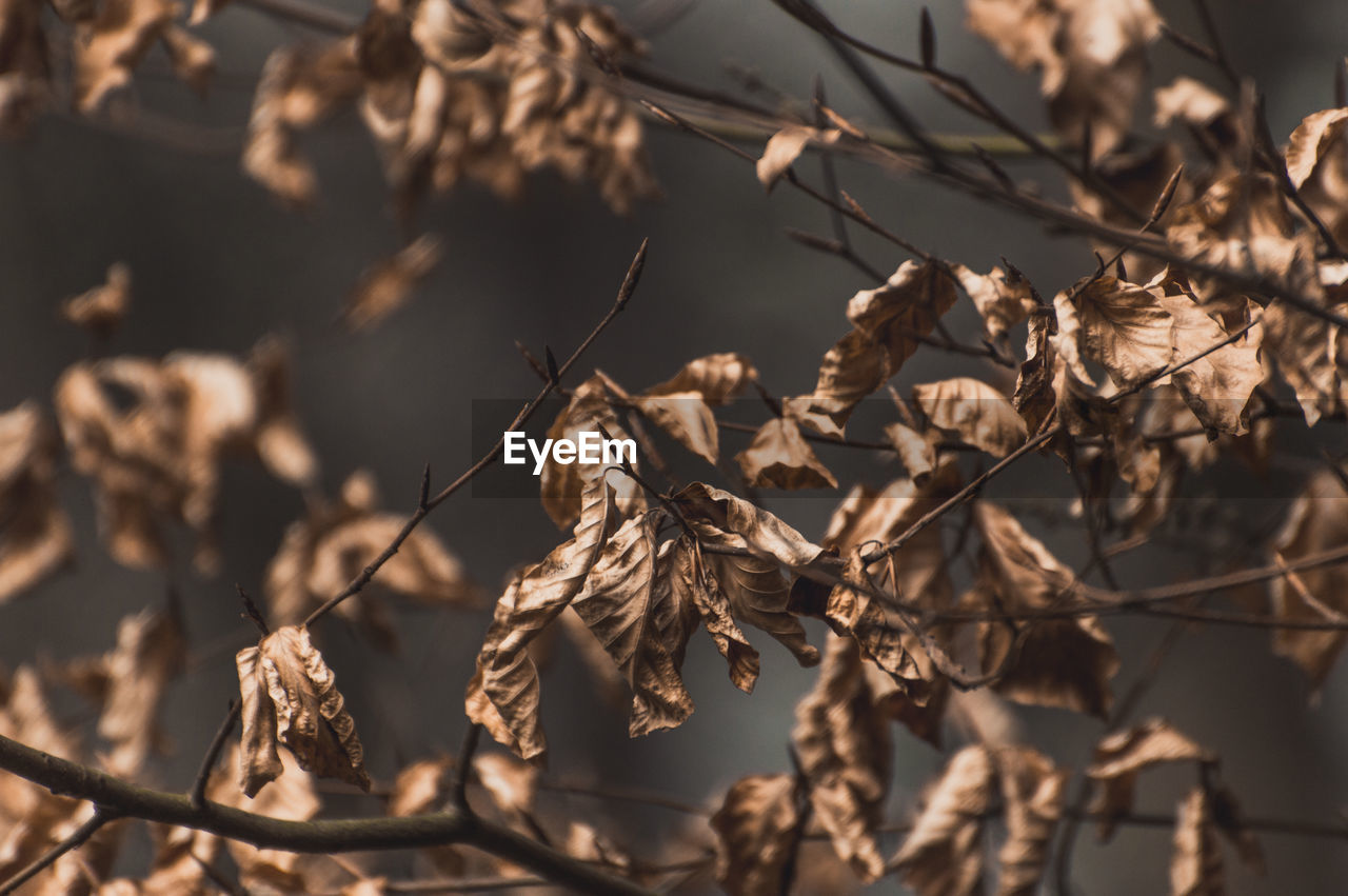 Low angle view of plants during autumn