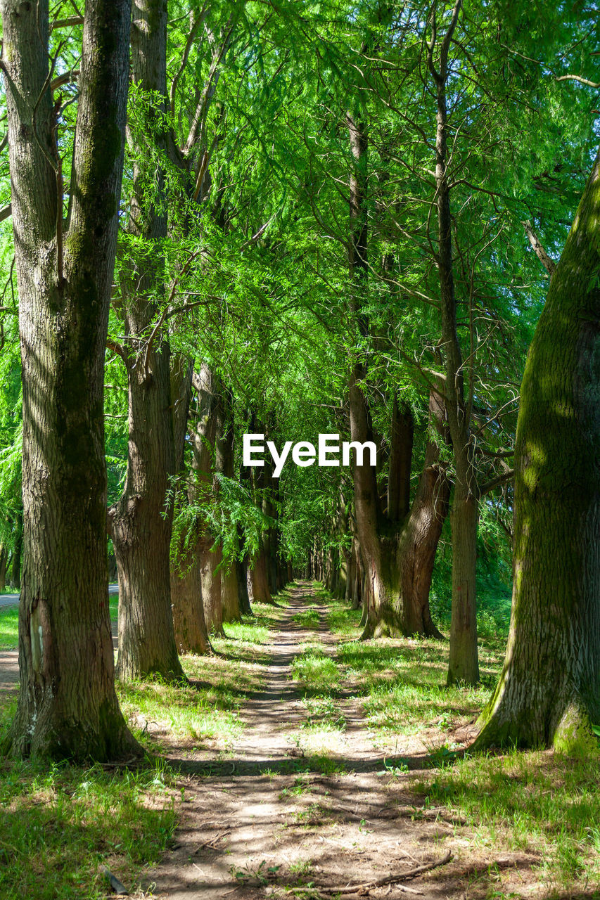 TREES GROWING IN FOREST