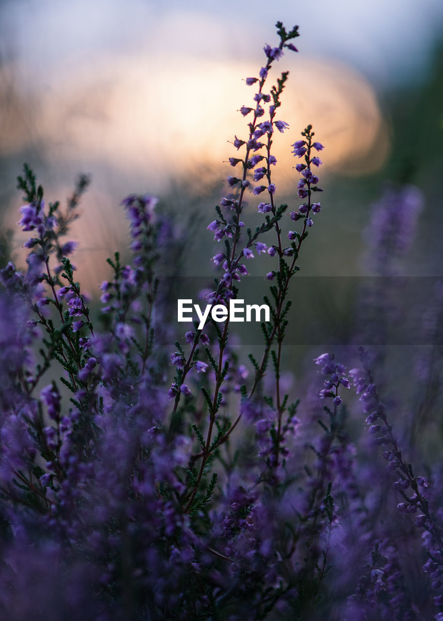 Close-up of purple flowering heather plants on field during sunset