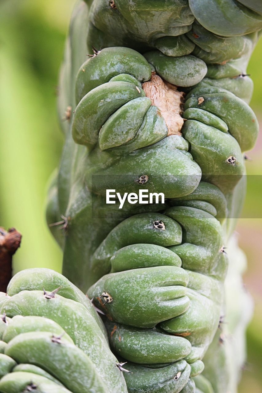CLOSE-UP OF FRESH GREEN FRUIT