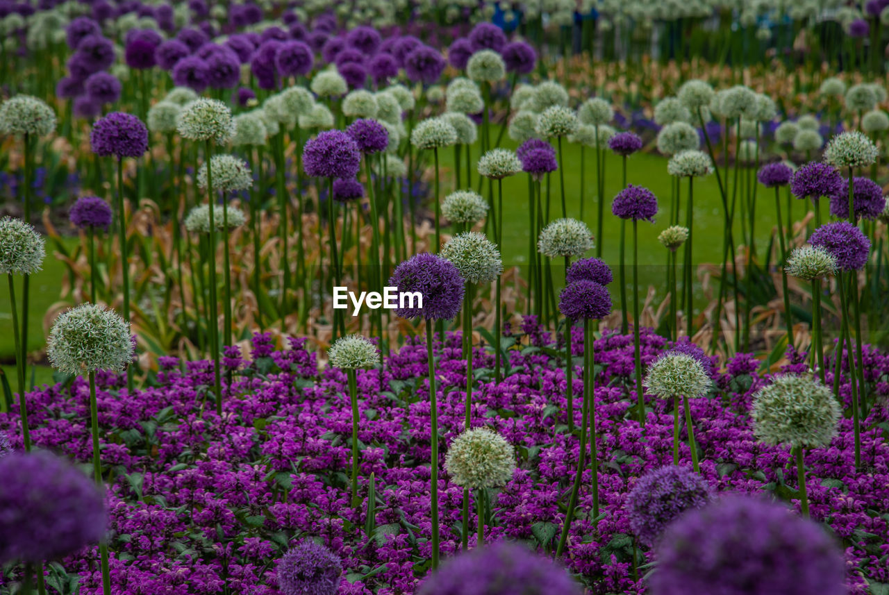 PURPLE FLOWERING PLANTS IN FIELD