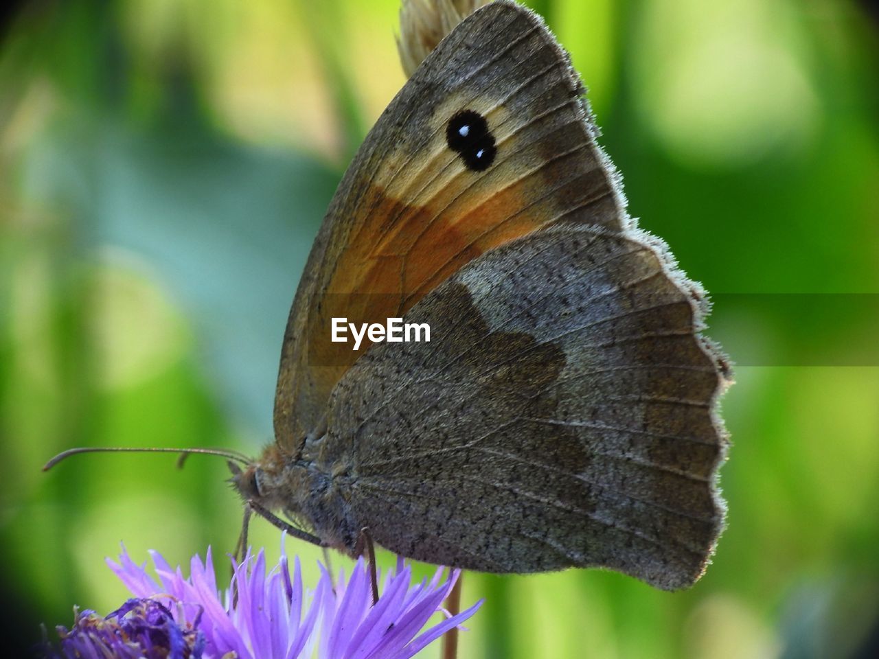 Close-up of butterfly pollinating on flower